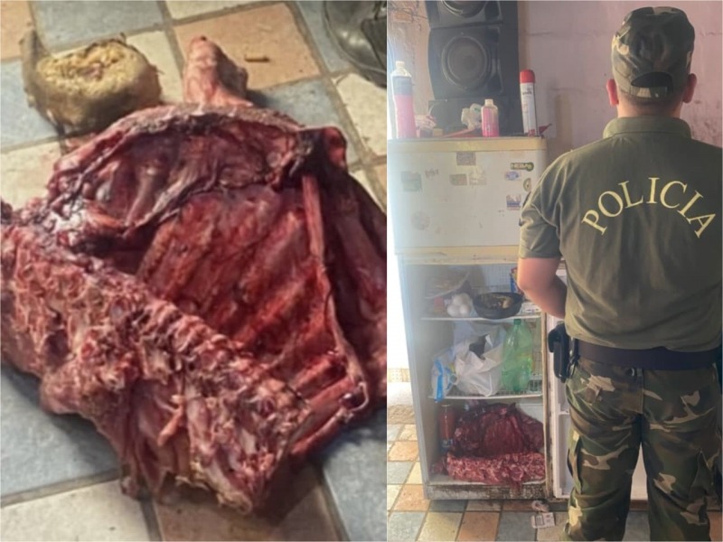 Secuestraron carne en un allanamiento por abigeato